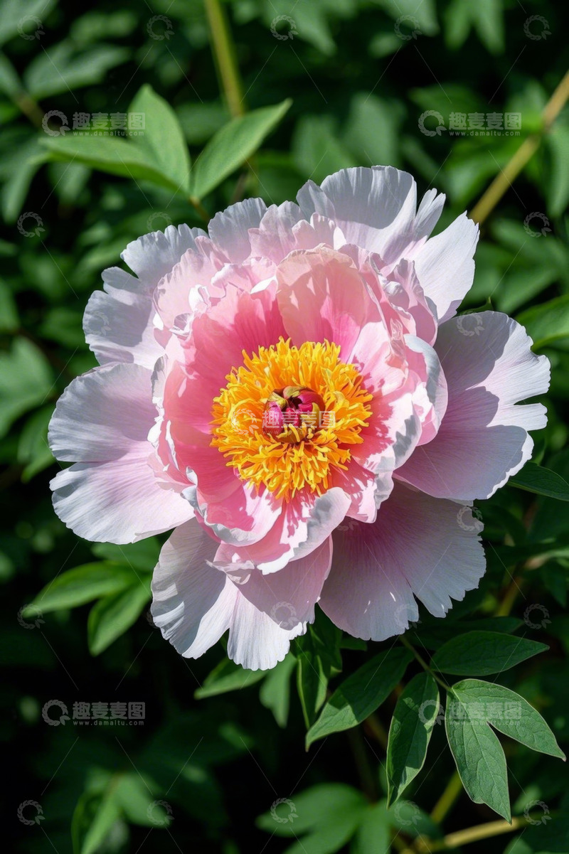 高清大图下载【趣麦麦图】盛开的粉色牡丹花特写