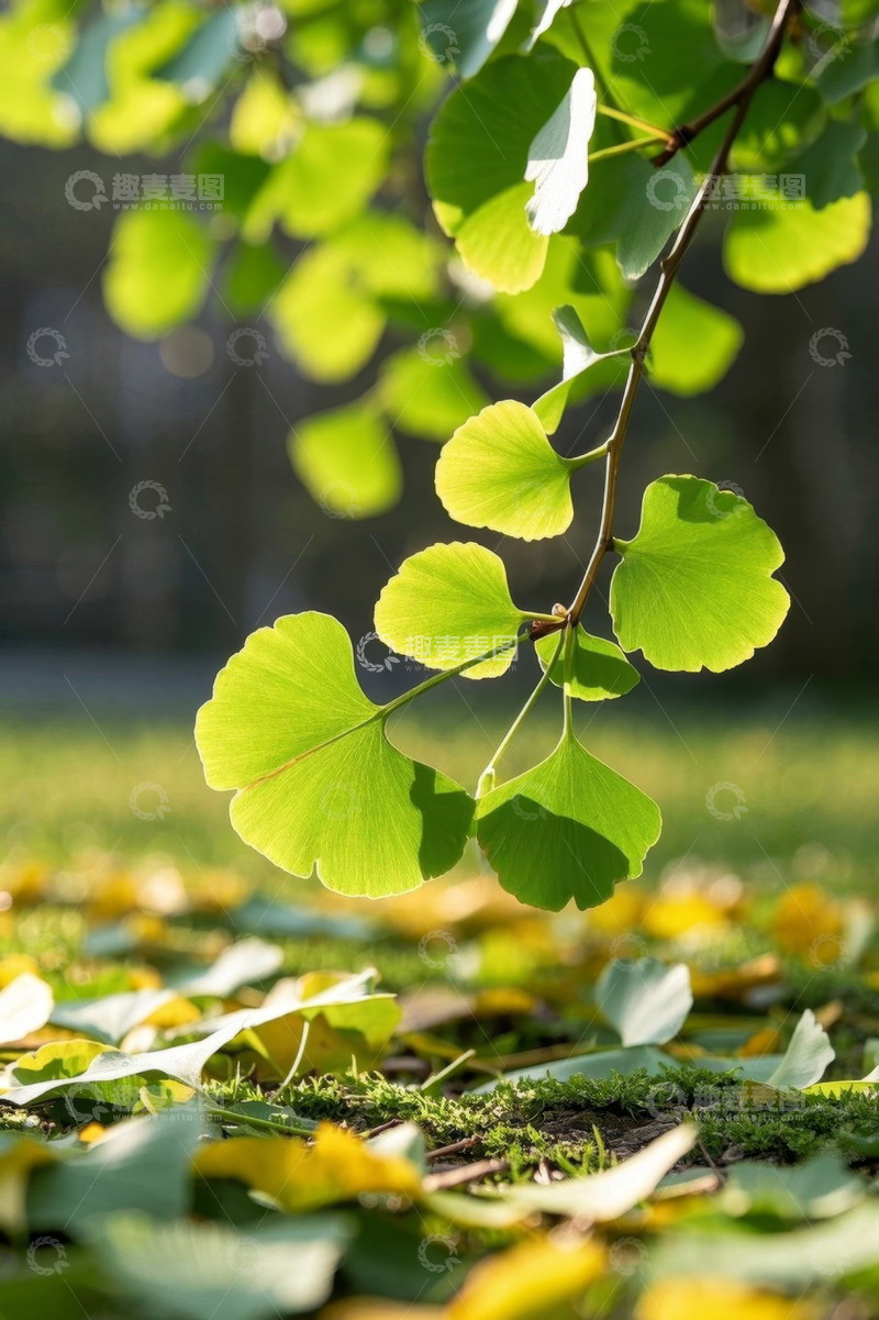 高清大图下载【趣麦麦图】阳光下的银杏枝叶与地面落叶