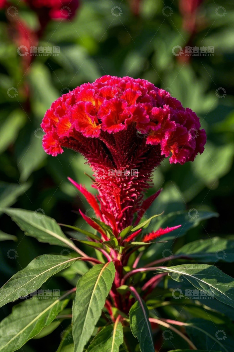 高清大图下载【趣麦麦图】鲜艳鸡冠花特写