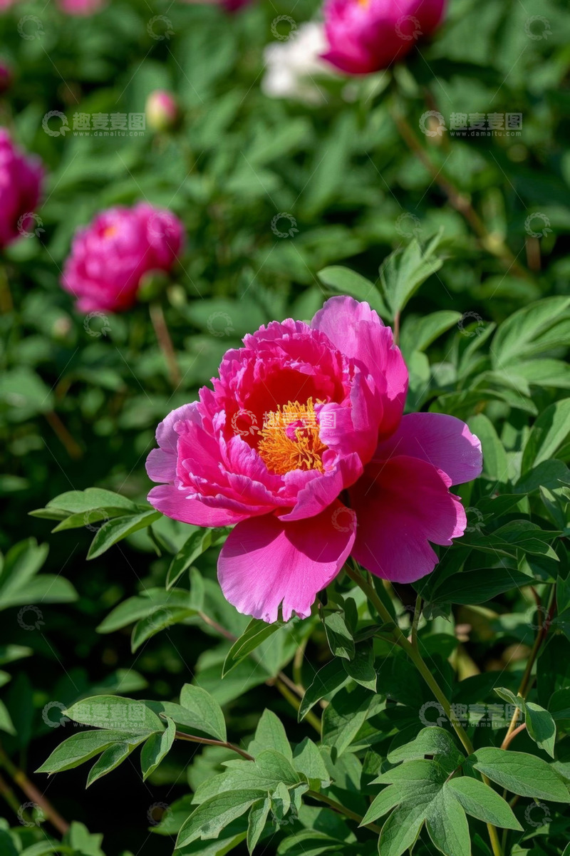 高清大图下载【趣麦麦图】盛开的粉色牡丹花