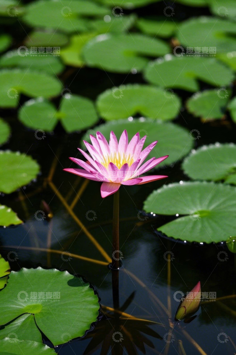 高清大图下载【趣麦麦图】池塘中的粉色睡莲与荷叶