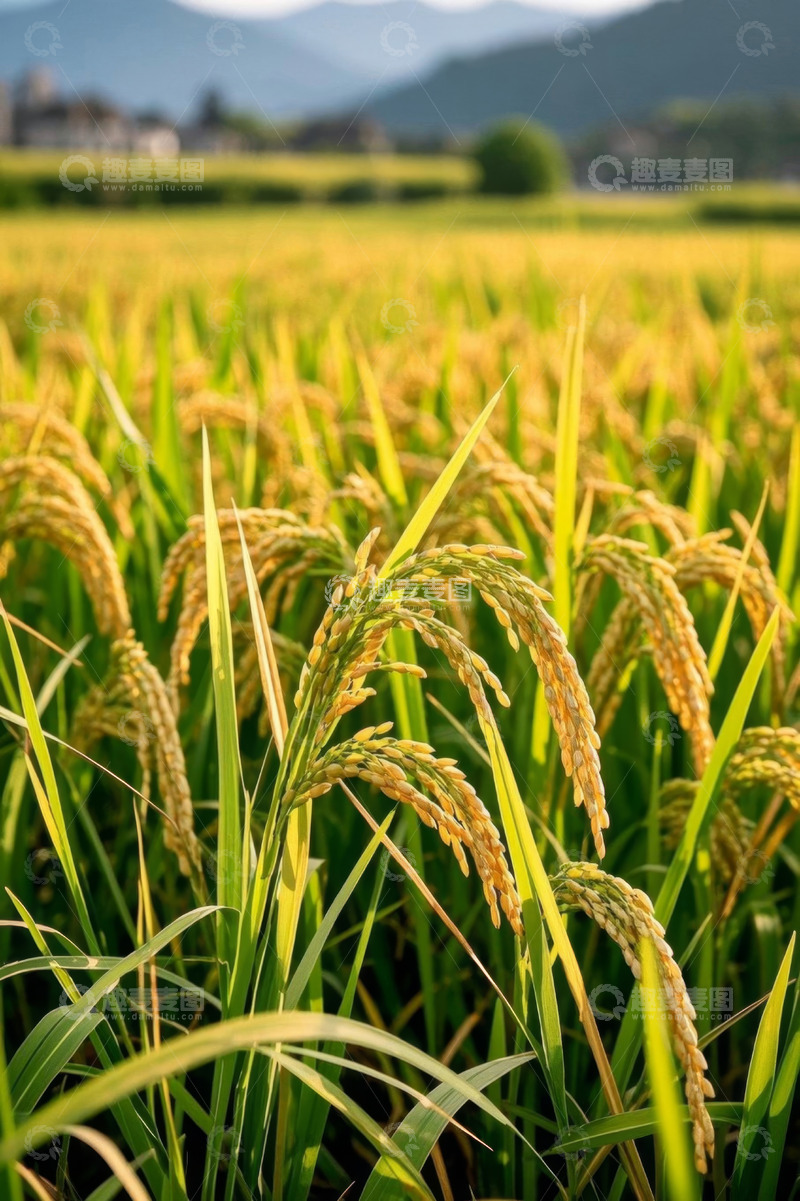 高清大图下载【趣麦麦图】成熟的金黄色稻田景象