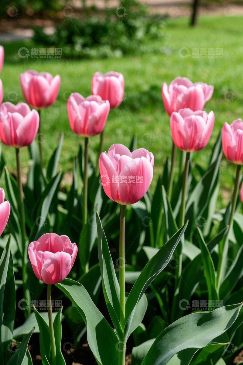 高清大图下载【趣麦麦图】粉色郁金香花丛特写