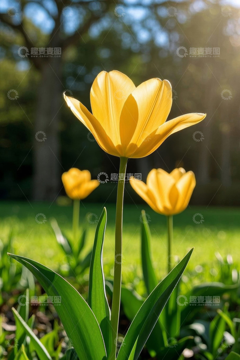 高清大图下载【趣麦麦图】阳光下盛开的黄色郁金香