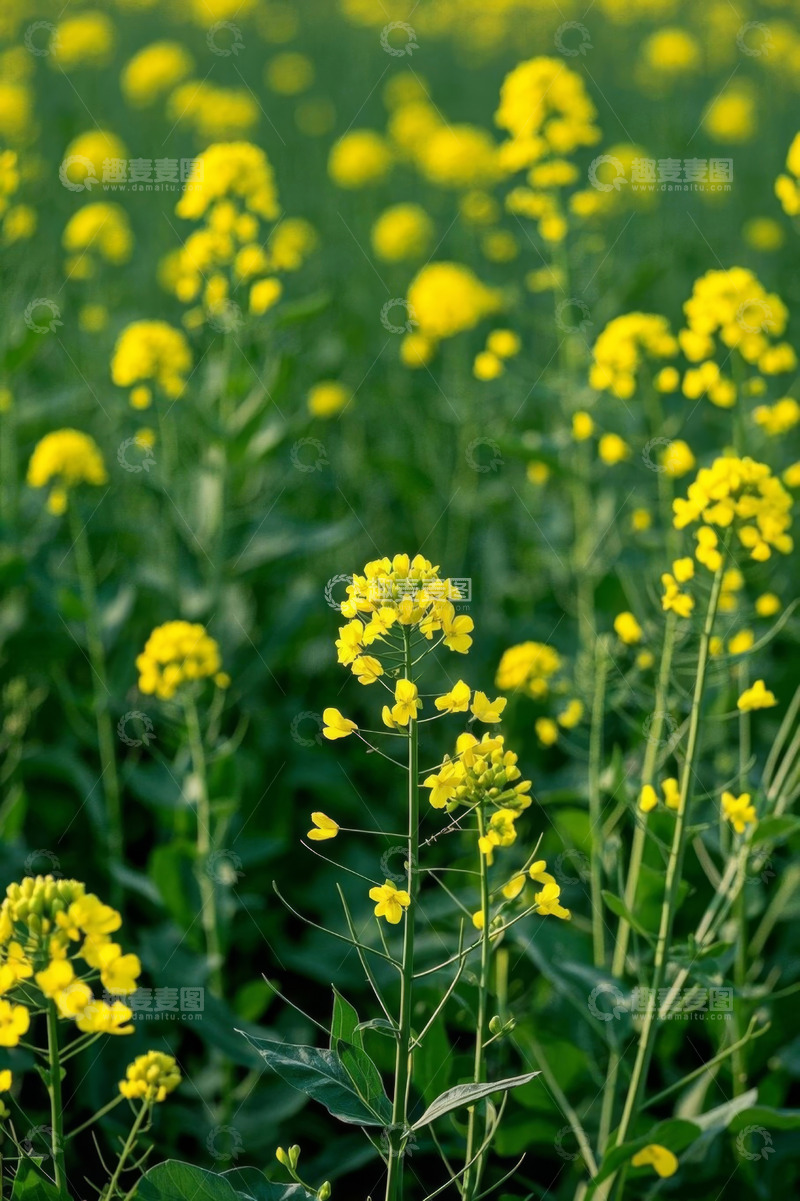 高清大图下载【趣麦麦图】油菜花田自然风光