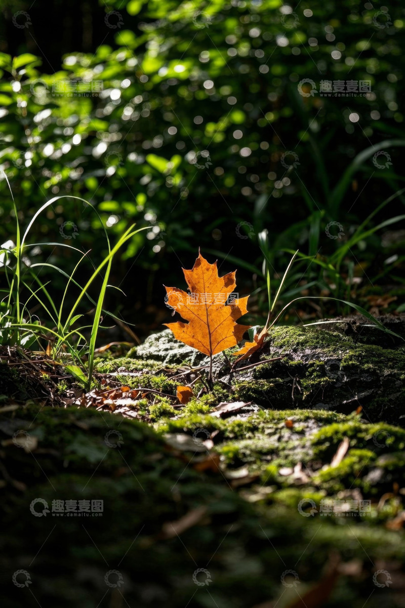 高清大图下载【趣麦麦图】草地上的秋日单枚枫叶特写
