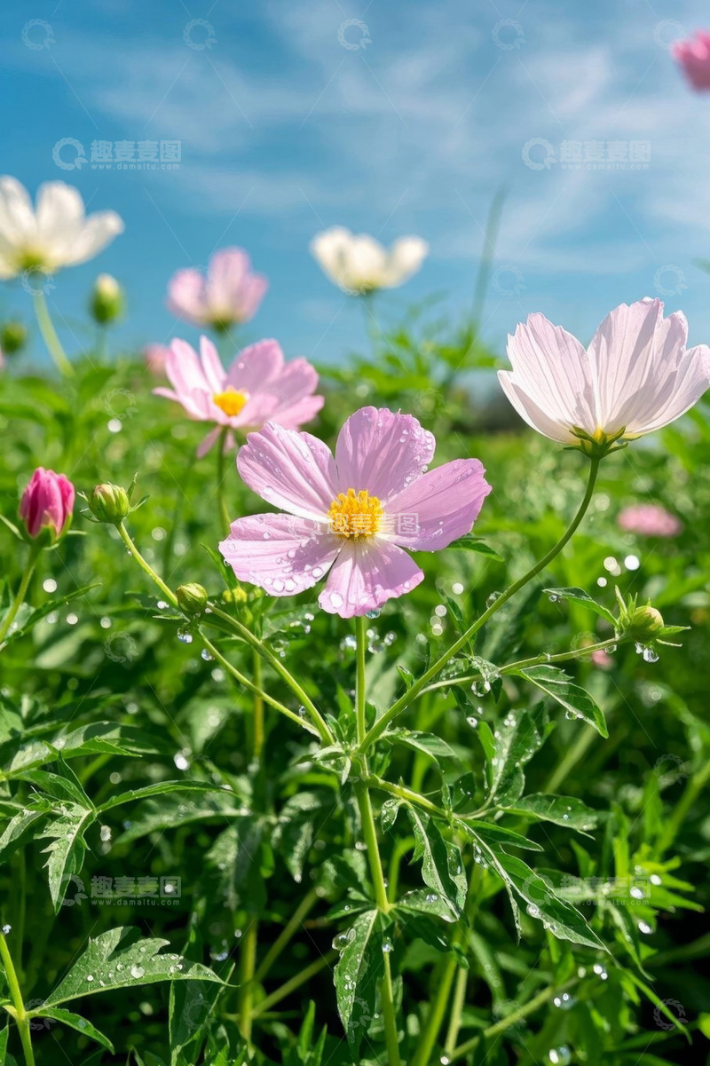 高清大图下载【趣麦麦图】阳光下带露珠的粉色格桑花