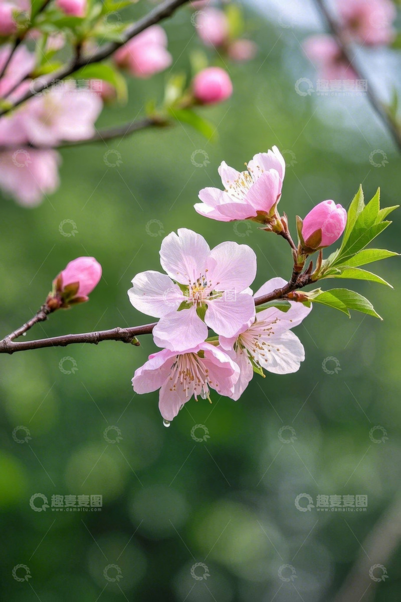 高清大图下载【趣麦麦图】绽放的粉色桃花特写