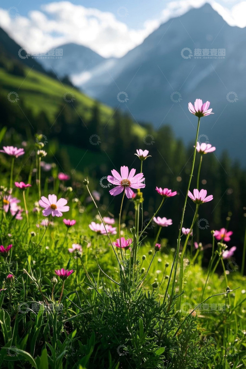高清大图下载【趣麦麦图】山间草地盛开的粉色野花