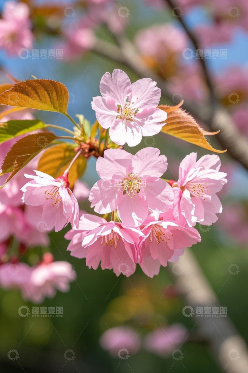 高清大图下载【趣麦麦图】盛开的粉色樱花特写
