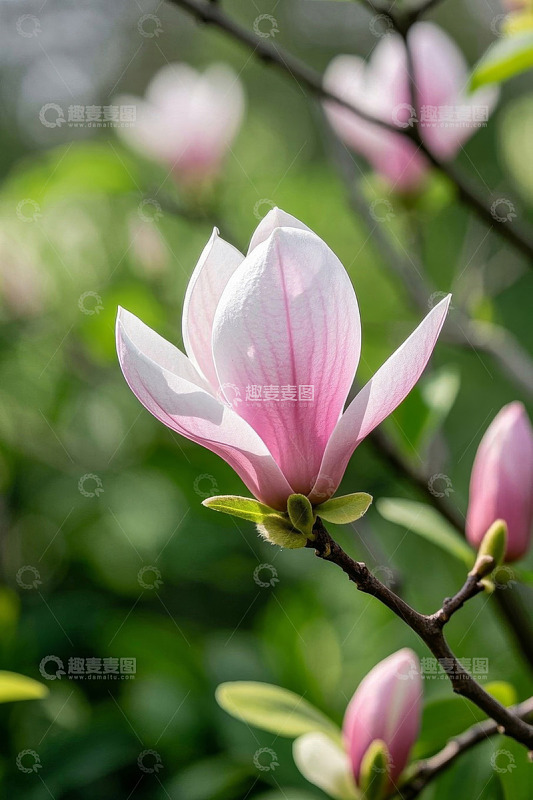 盛开的粉色玉兰花特写