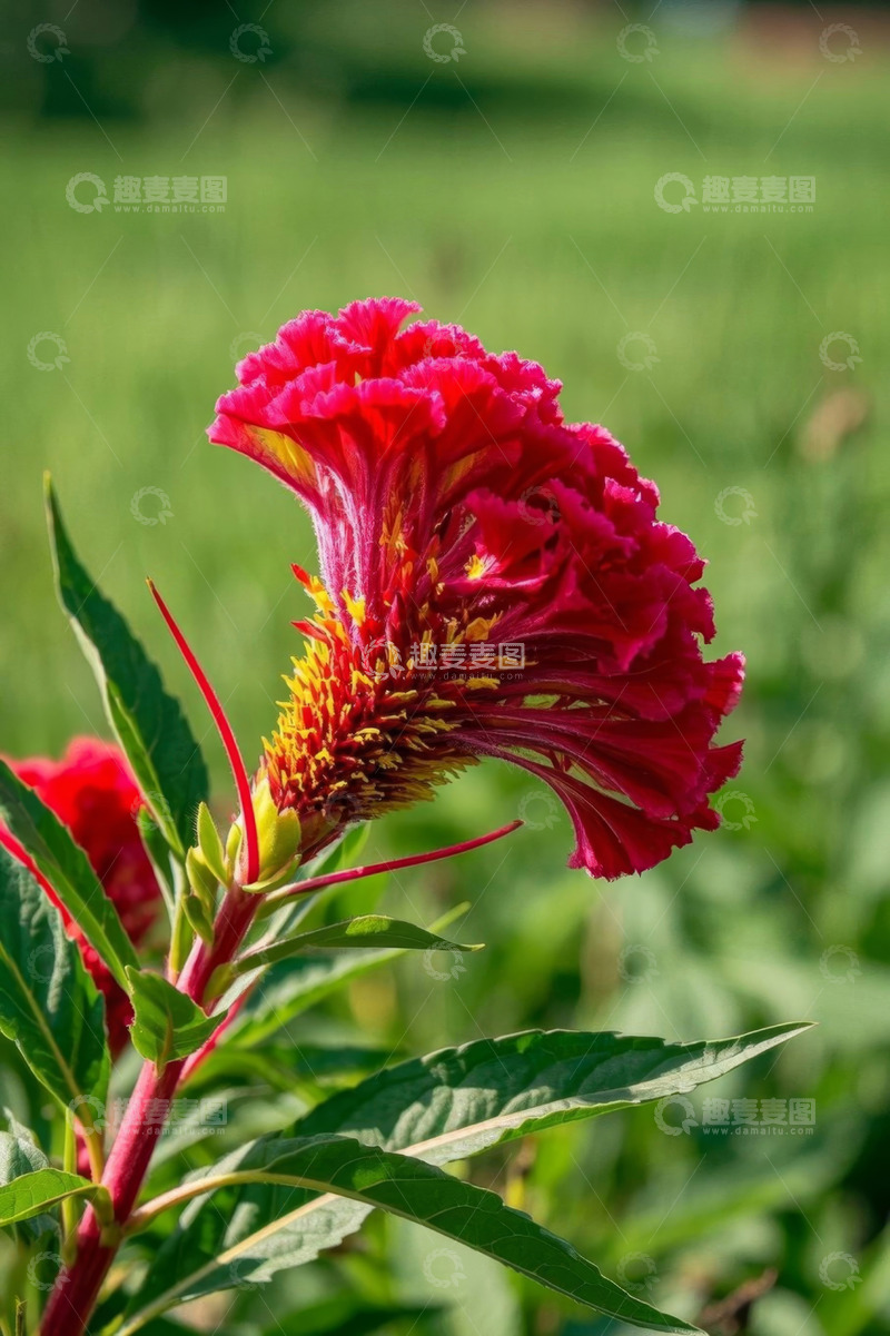 高清大图下载【趣麦麦图】特写鸡冠花绿植背景