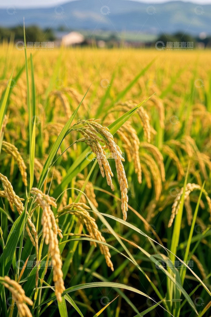 高清大图下载【趣麦麦图】成熟稻田近景自然风光