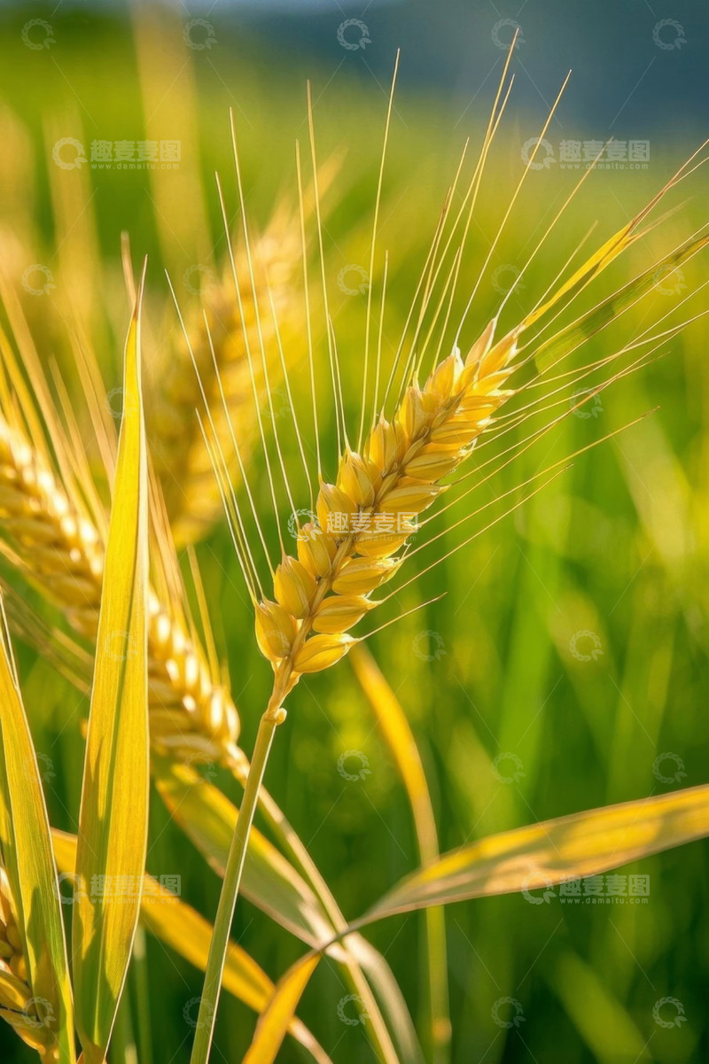 高清大图下载【趣麦麦图】成熟小麦特写