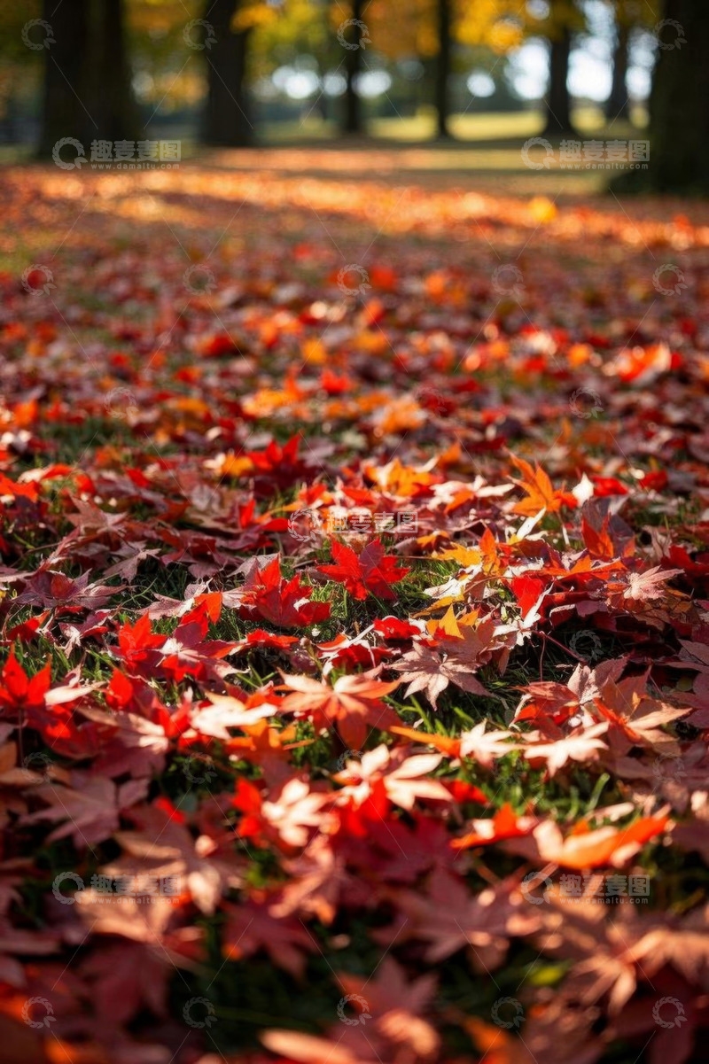 高清大图下载【趣麦麦图】秋日公园地面落叶景象