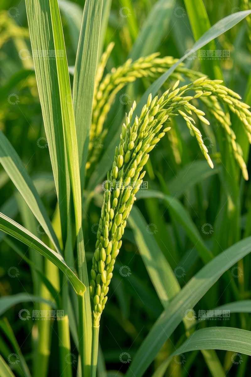 高清大图下载【趣麦麦图】稻田中成熟的稻穗特写