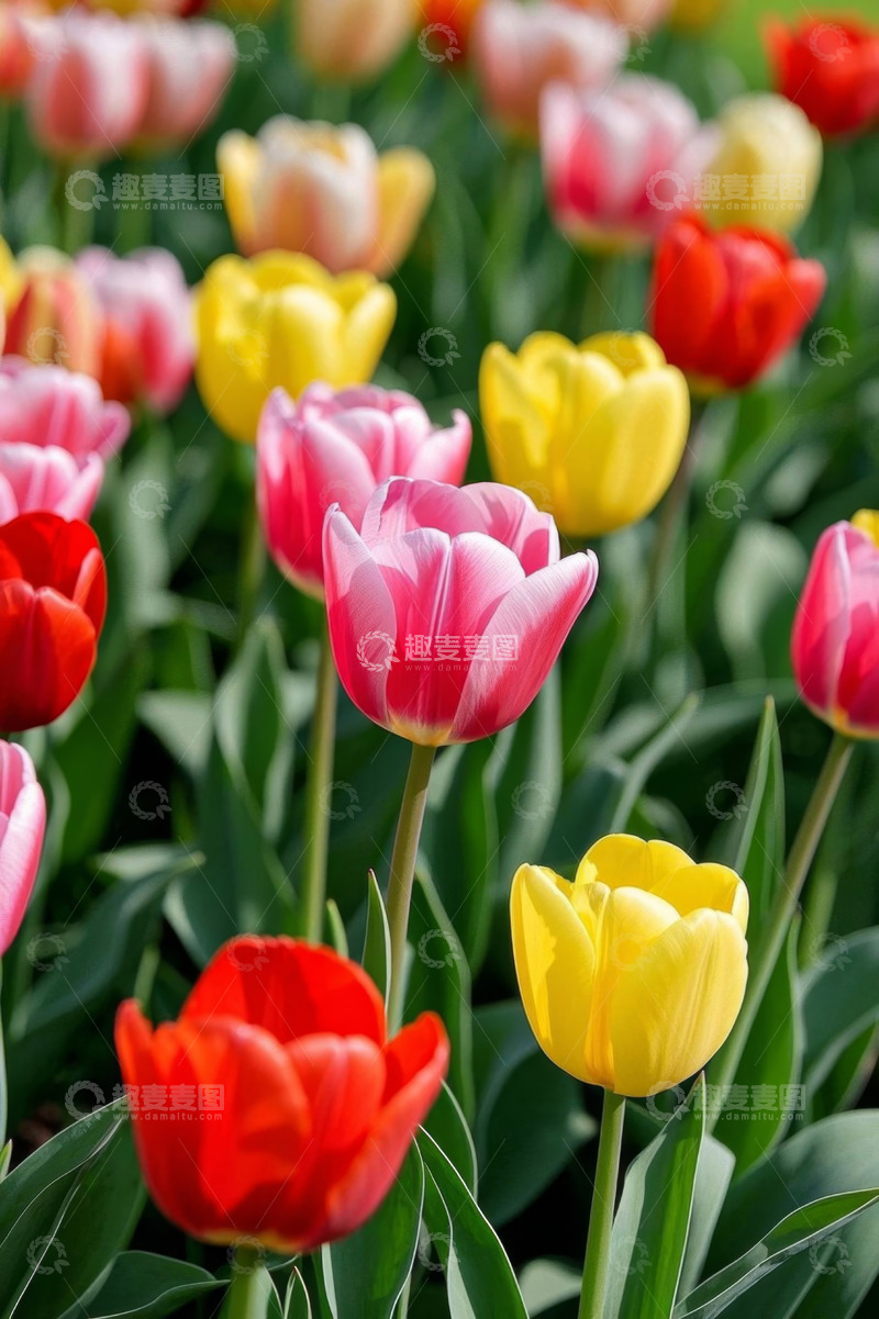 高清大图下载【趣麦麦图】多彩郁金香花丛
