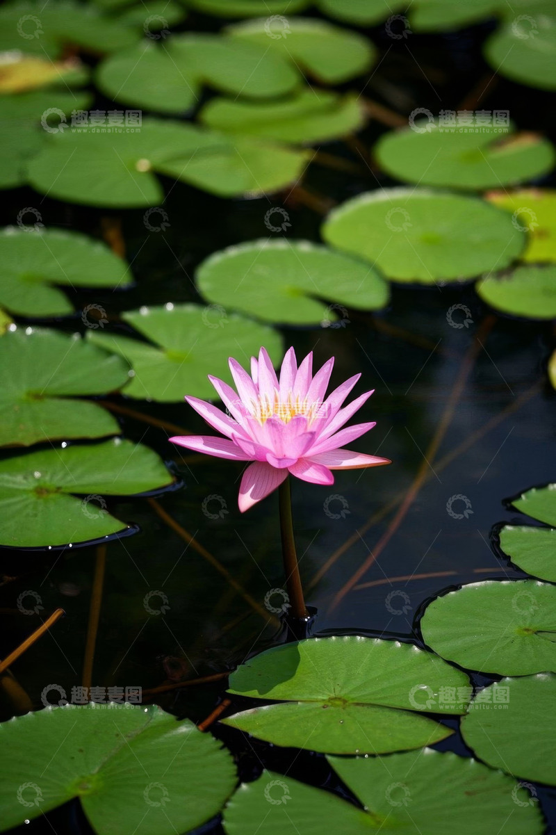 高清大图下载【趣麦麦图】水中绽放的粉色睡莲
