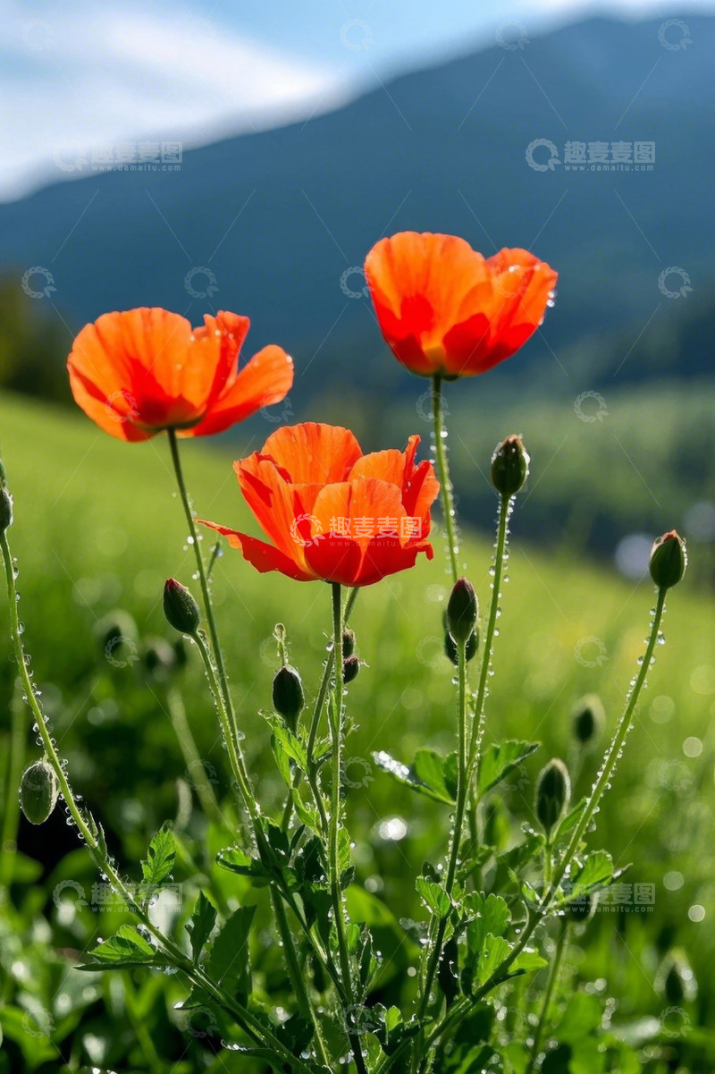 高清大图下载【趣麦麦图】户外草地盛开的红色花朵