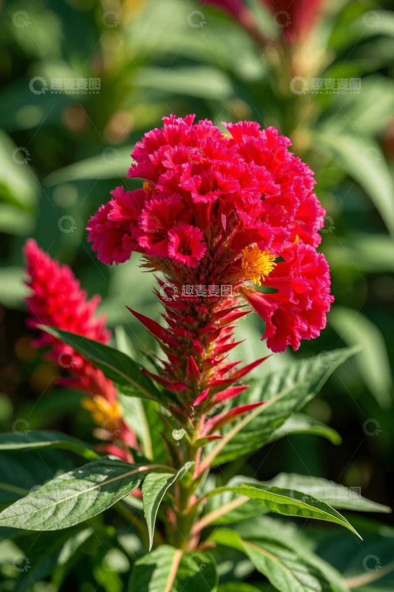 高清大图下载【趣麦麦图】红色鸡冠花特写