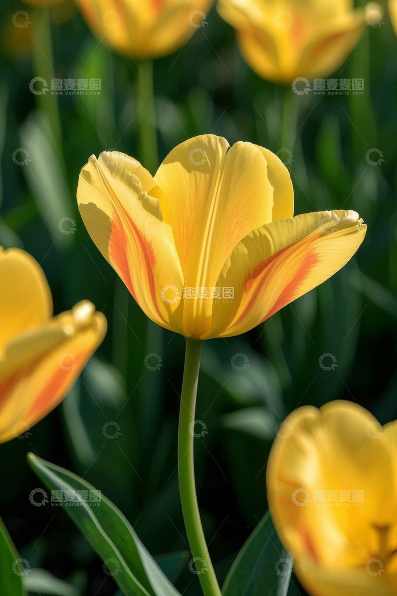 高清大图下载【趣麦麦图】黄色条纹郁金香特写