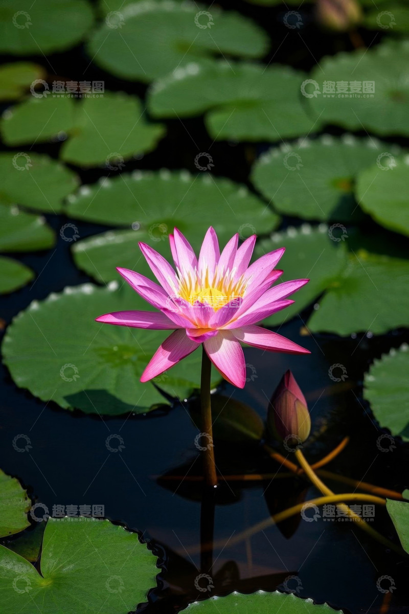 高清大图下载【趣麦麦图】水中绽放的粉色睡莲