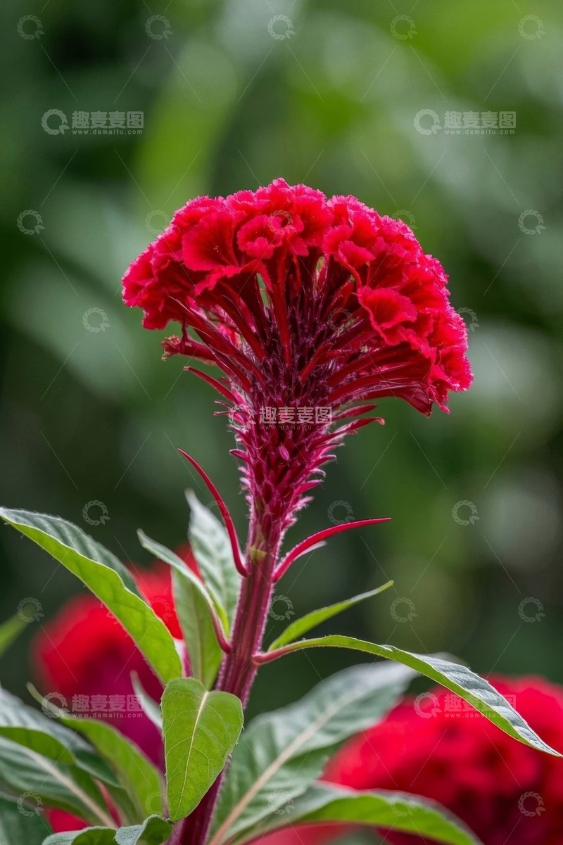 高清大图下载【趣麦麦图】红色鸡冠花特写