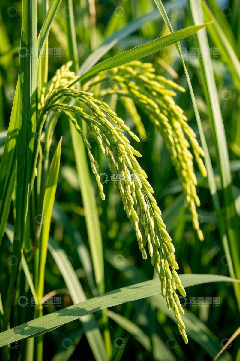 高清大图下载【趣麦麦图】成熟稻穗特写