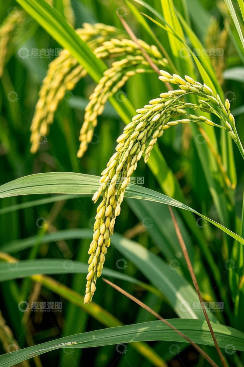 高清大图下载【趣麦麦图】成熟稻穗特写