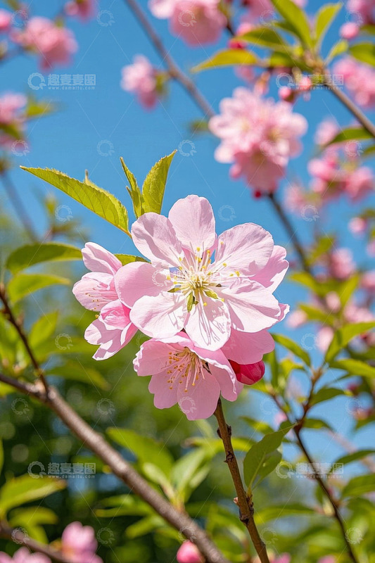 枝头绽放的粉色春花