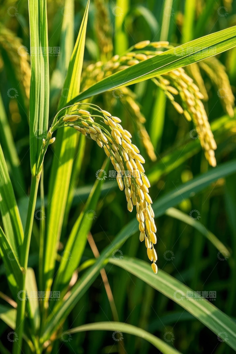 高清大图下载【趣麦麦图】成熟饱满的稻穗特写