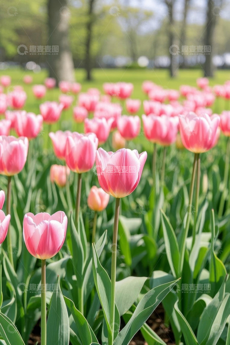 高清大图下载【趣麦麦图】粉色郁金香花丛自然景致
