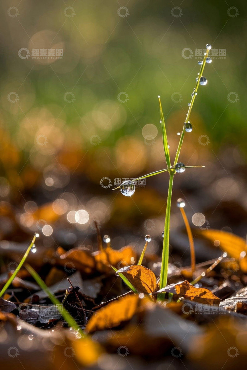高清大图下载【趣麦麦图】带露珠小草与落叶特写