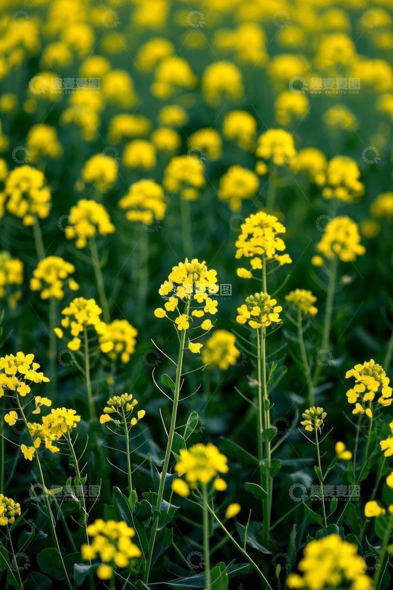 高清大图下载【趣麦麦图】盛开的黄色油菜花田