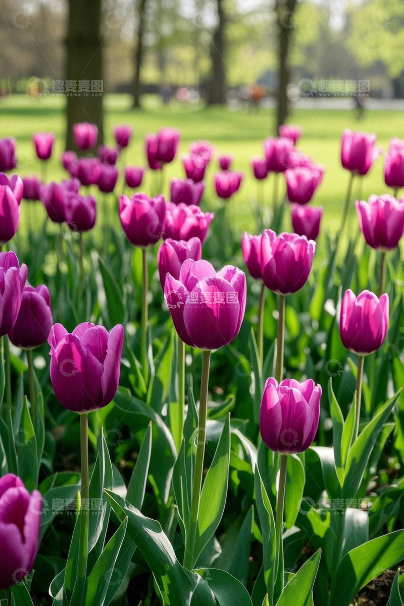 高清大图下载【趣麦麦图】公园中的紫色郁金香花丛