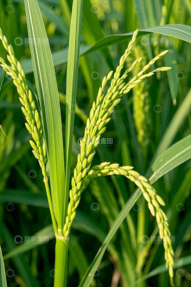 高清大图下载【趣麦麦图】田间成熟稻穗特写