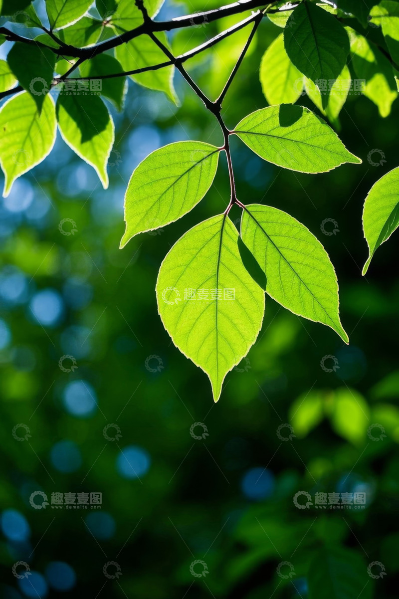 高清大图下载【趣麦麦图】阳光下的翠绿树叶特写