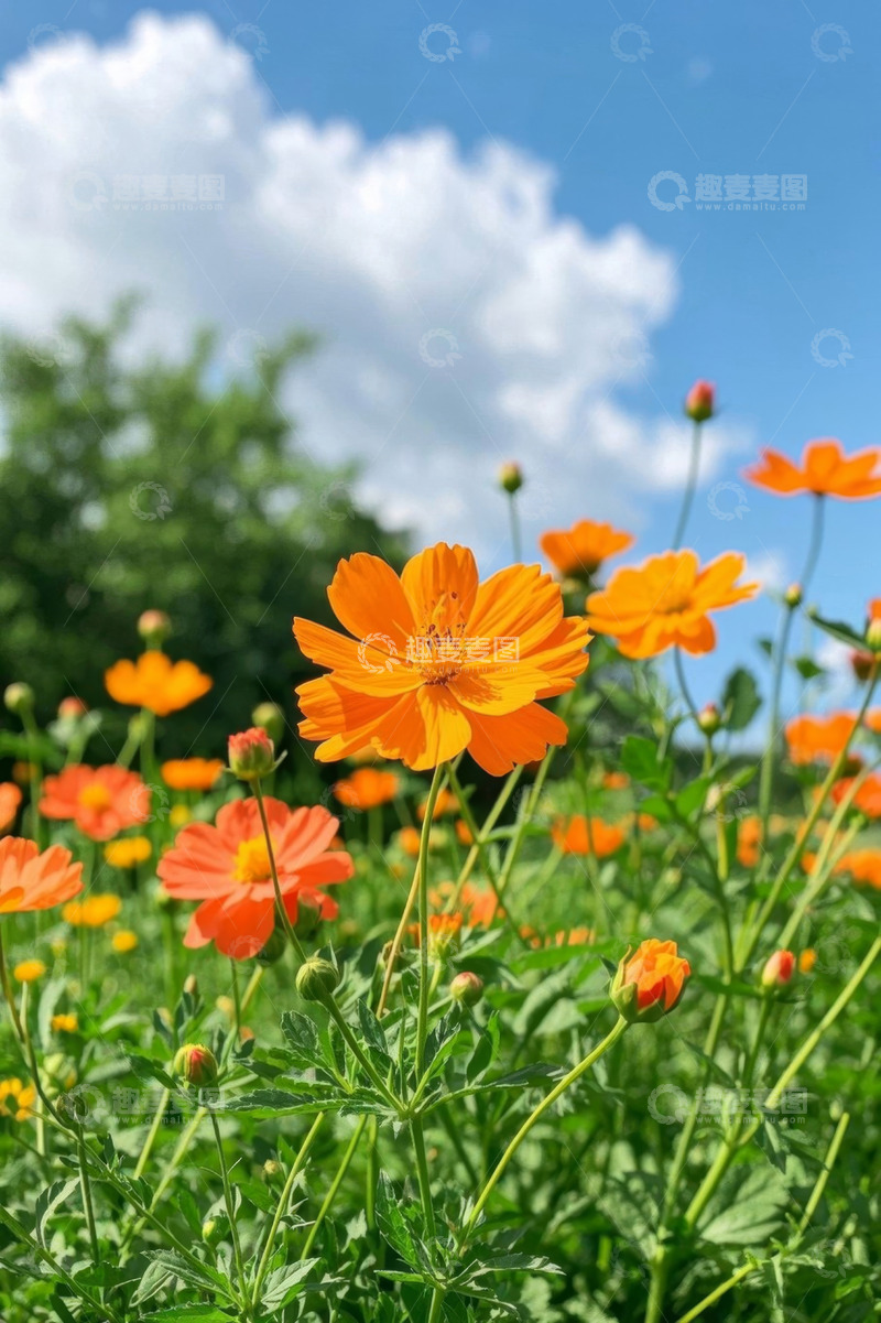 高清大图下载【趣麦麦图】阳光下绽放的橙色花朵
