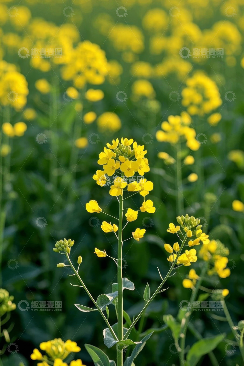 高清大图下载【趣麦麦图】田野中的黄色油菜花景象