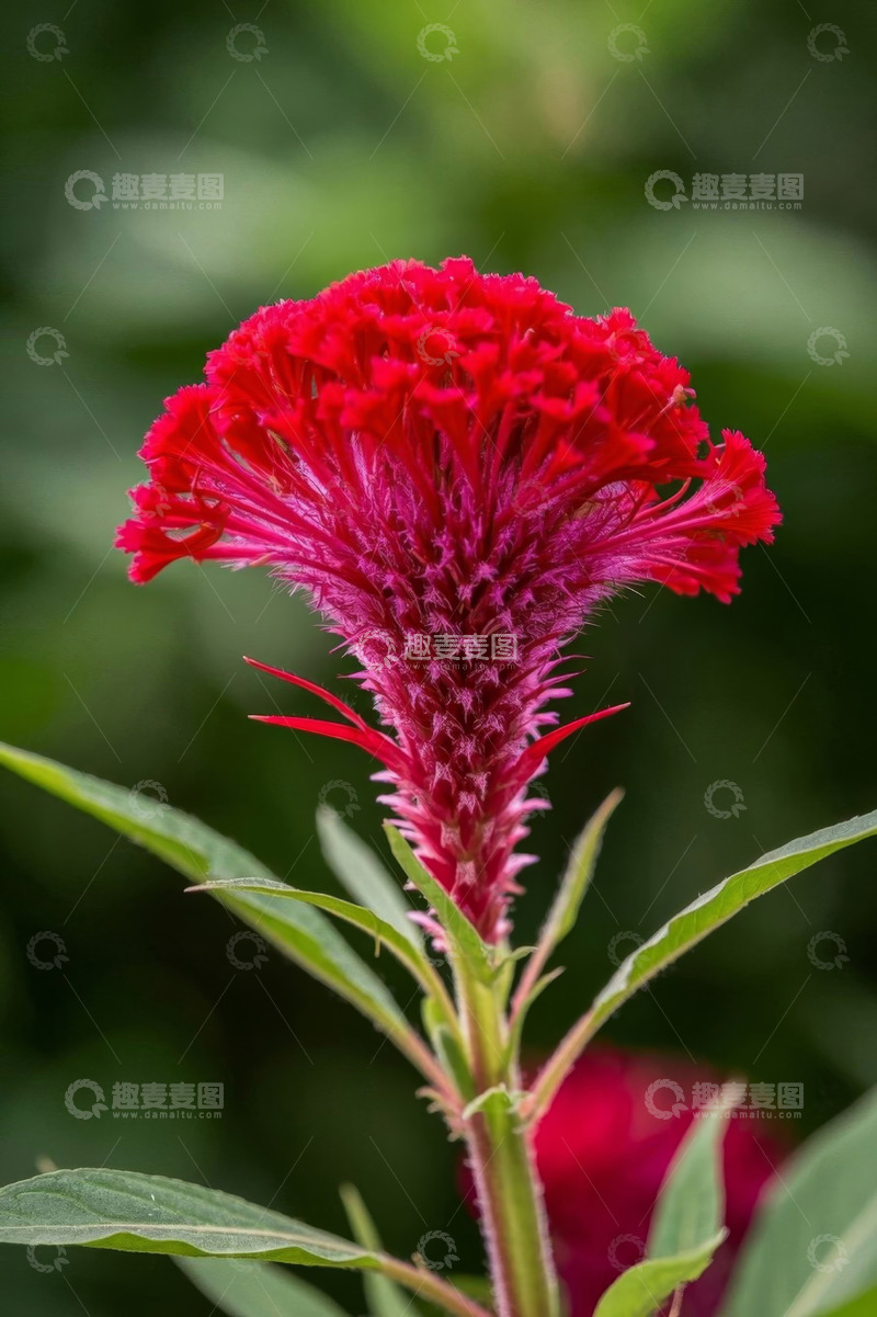 高清大图下载【趣麦麦图】红色鸡冠花特写