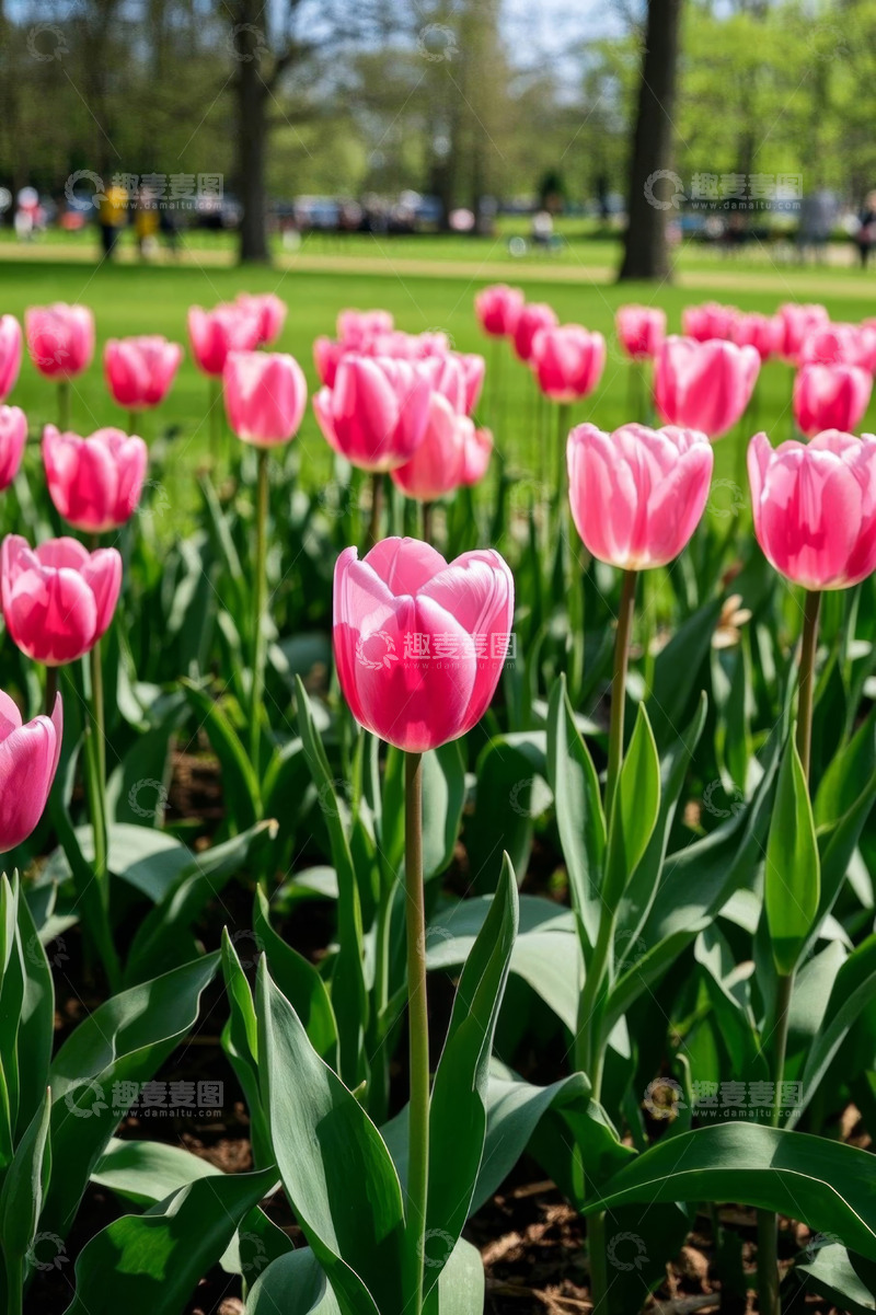 高清大图下载【趣麦麦图】公园中盛开的粉色郁金香