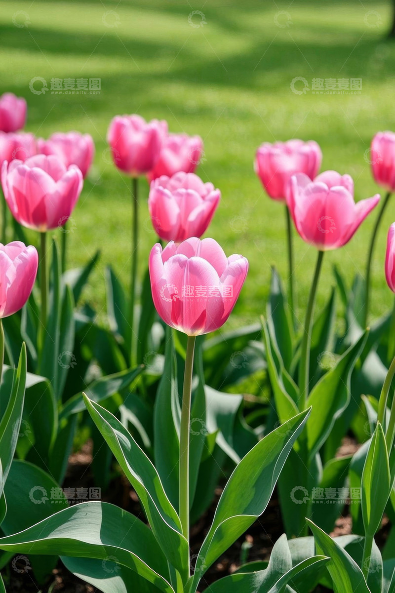 高清大图下载【趣麦麦图】粉色郁金香花丛特写