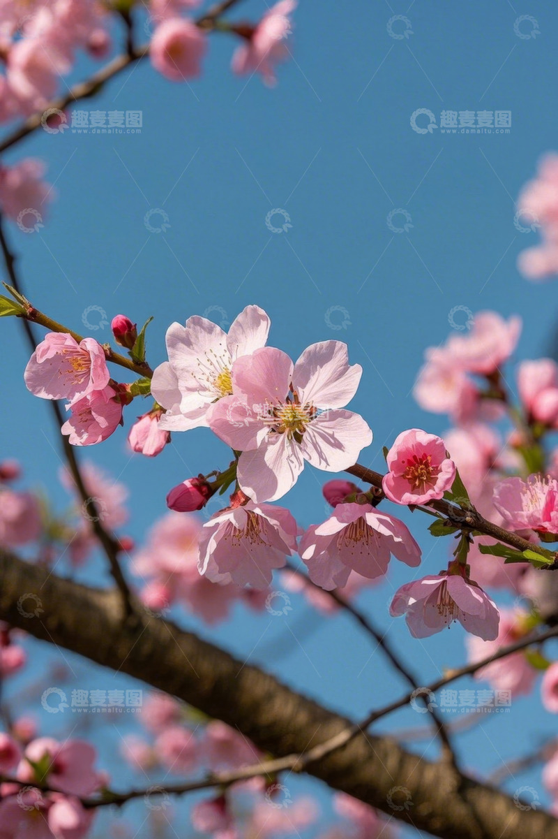 高清大图下载【趣麦麦图】蓝天背景下的粉色花枝特写
