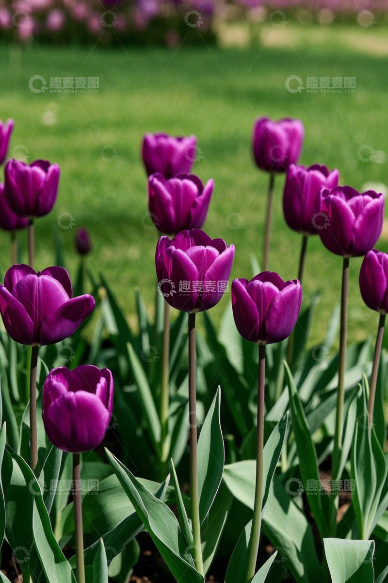 高清大图下载【趣麦麦图】紫色郁金香绽放于绿地