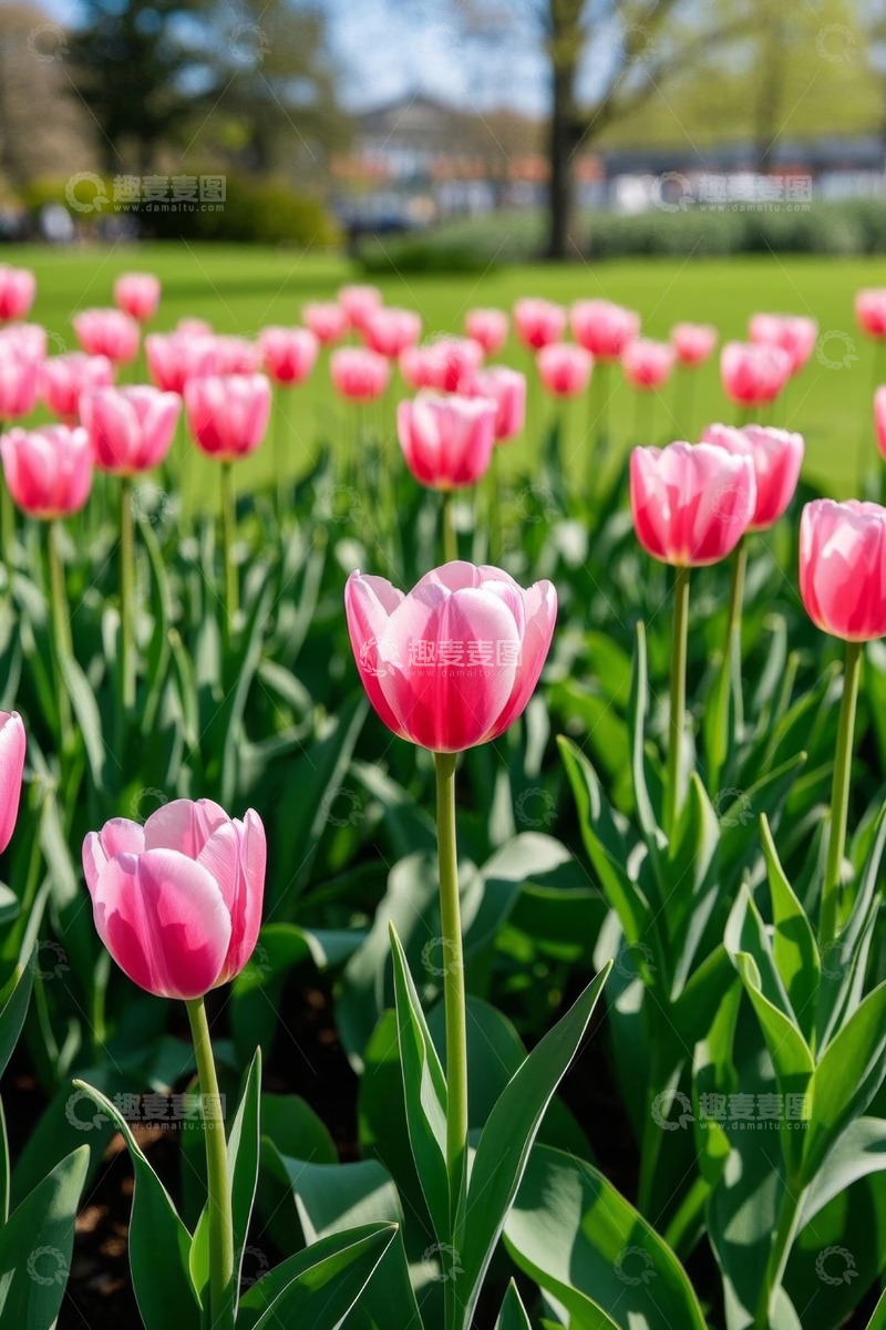 高清大图下载【趣麦麦图】户外粉色郁金香花丛