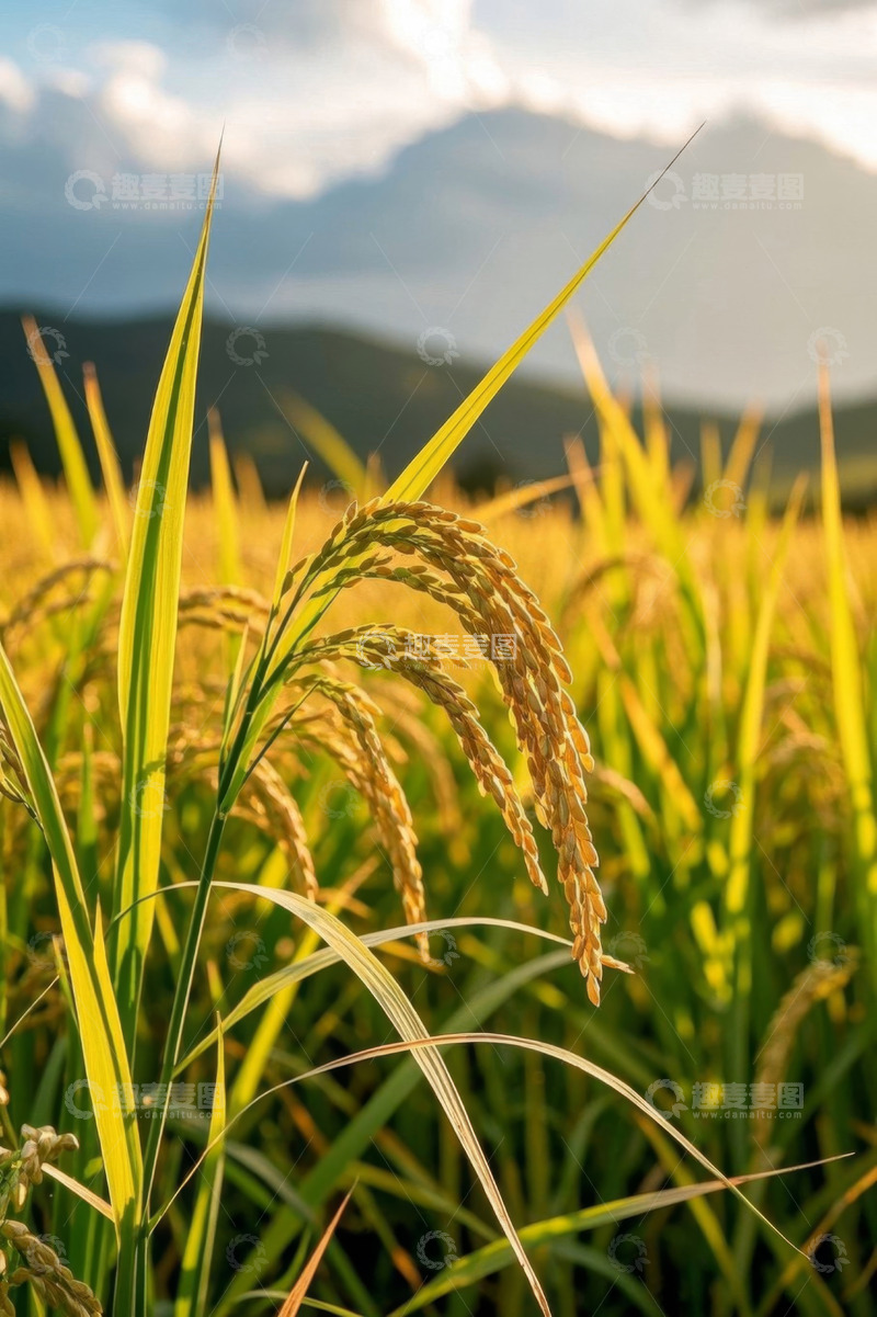 高清大图下载【趣麦麦图】稻田麦穗田园风光近景