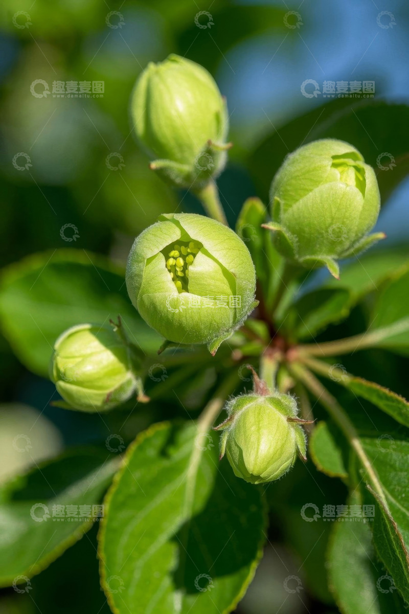 高清大图下载【趣麦麦图】绿色植物花苞特写