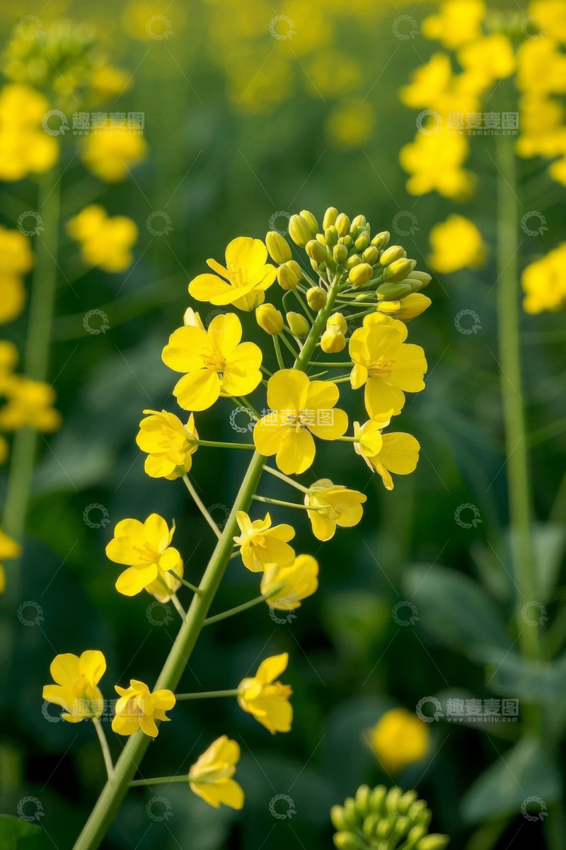 高清大图下载【趣麦麦图】黄色油菜花特写