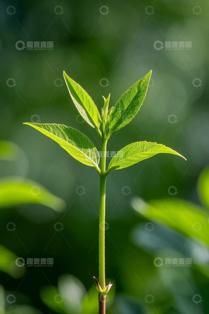 高清大图下载【趣麦麦图】特写绿色植物新叶
