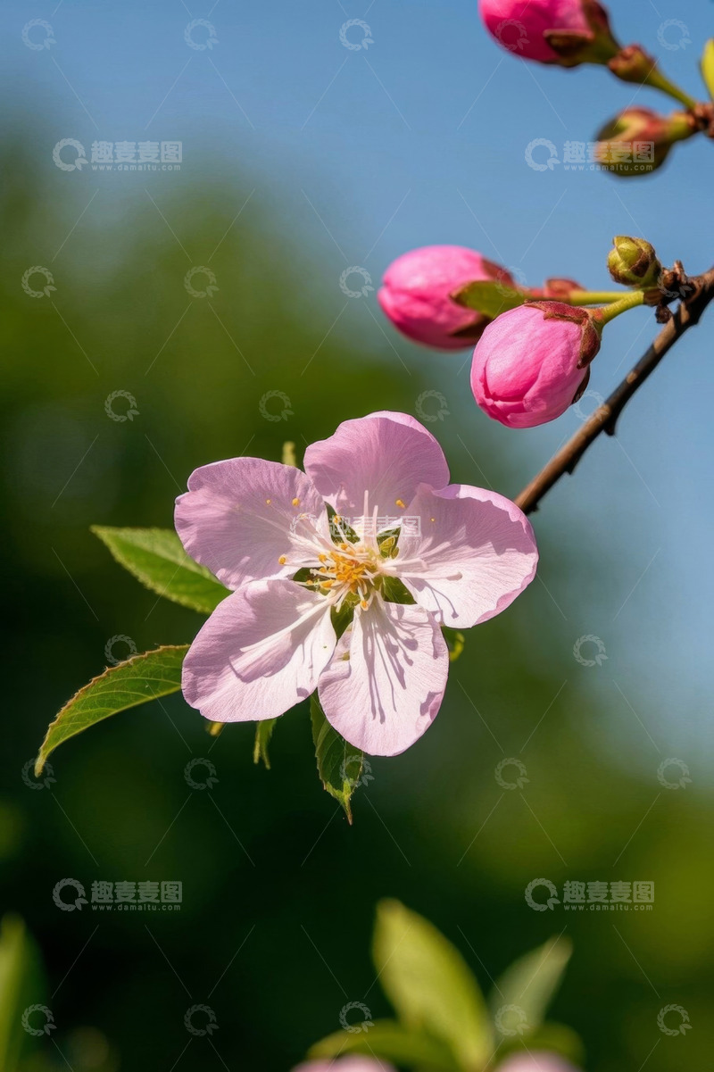 高清大图下载【趣麦麦图】单枝粉色花朵特写